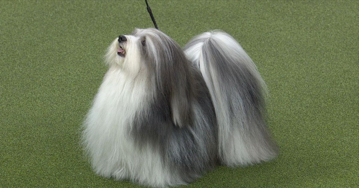 Havanese Winner Westminster Dog Show Havanese Winner Toy Group
