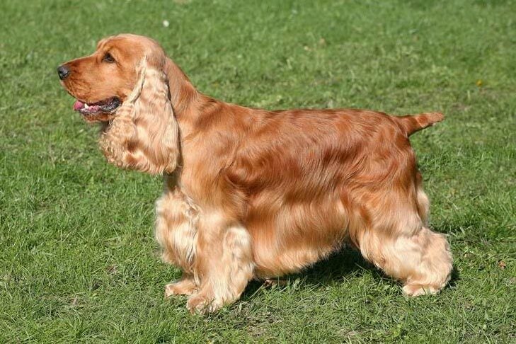 Cocker Spaniel Dog Grooming Guide | Groomers Online