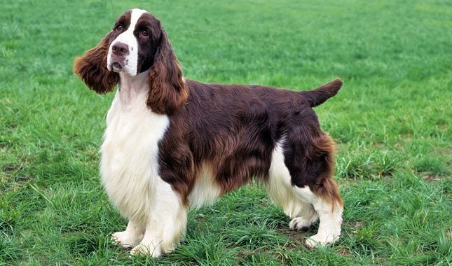 English springer hot sale spaniel haircut