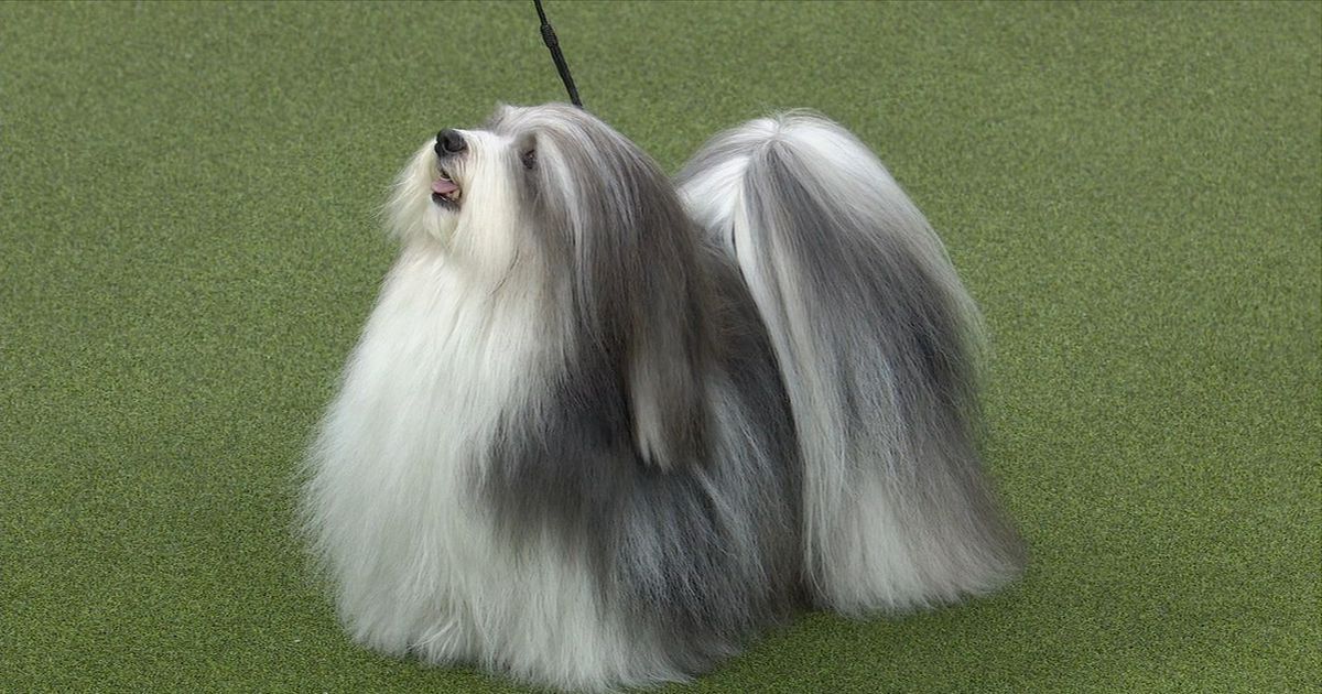 Havanese store show cut